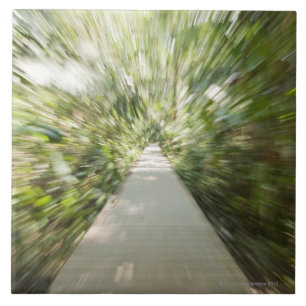 A wooden path through the rainforest in warped tile