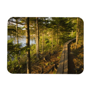 A wooden walkway in Acadia National Park Maine Magnet