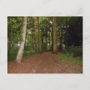 A Woodland Walk. Postcard