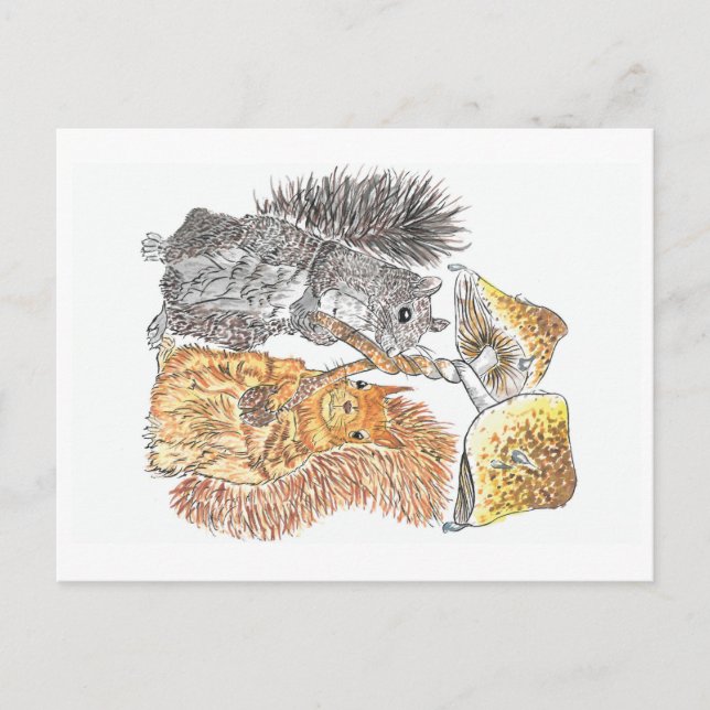 A Woodland Walk | Squirrel Postcard (Front)