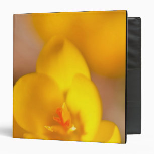 A yellow crocus blooms in Portsmouth, New Binder