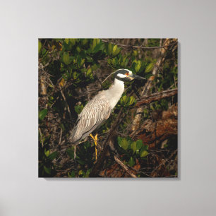 A yellow-crowned night heron canvas print
