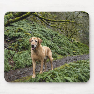 A yellow lab waiting on a trail for several mouse pad