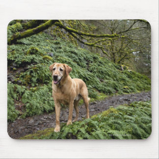 A yellow lab waiting on a trail for several mouse pad