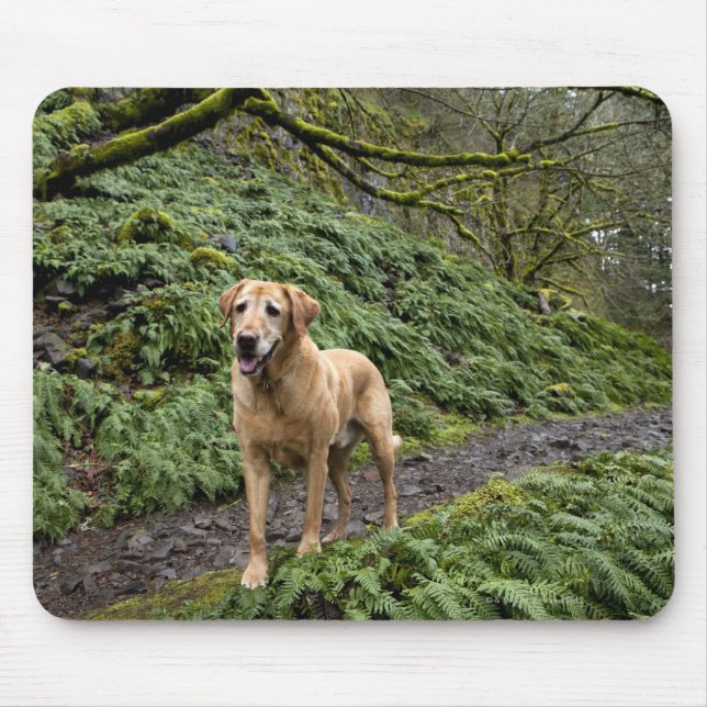 A yellow lab waiting on a trail for several mouse pad (Front)