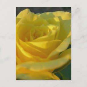 A Yellow Rose Postcard