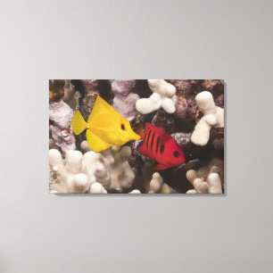 A Yellow Tang Canvas Print