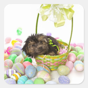 A Yorkie-poo puppy encountering an Easter basket Square Sticker