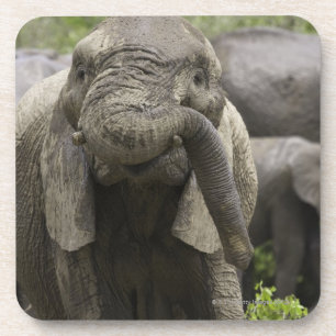A young African elephant (Loxodonta africana) Coaster