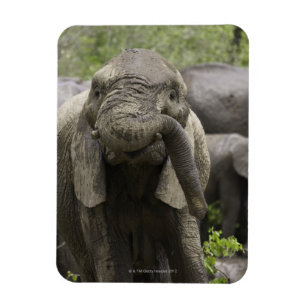 A young African elephant (Loxodonta africana) Magnet
