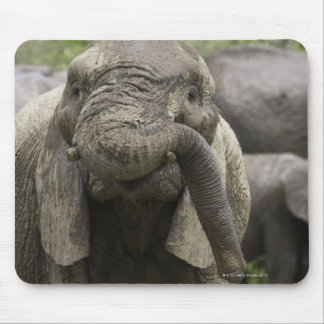 A young African elephant (Loxodonta africana) Mouse Pad