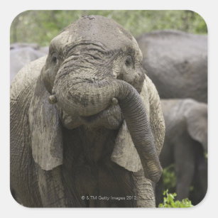 A young African elephant (Loxodonta africana) Square Sticker