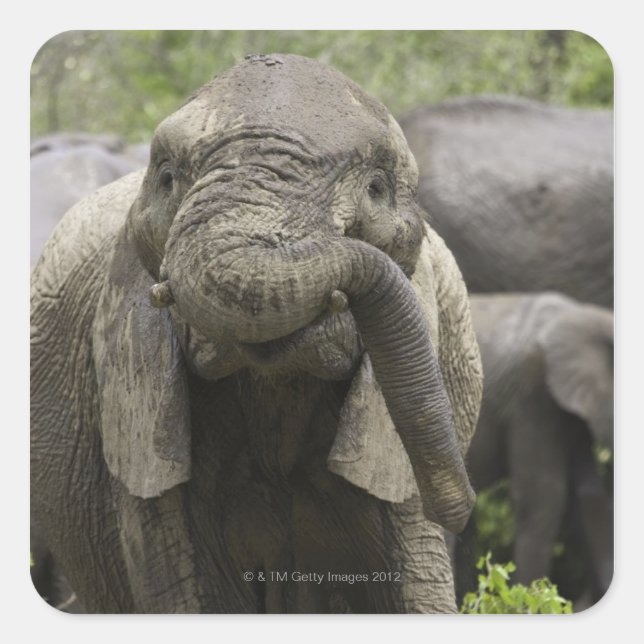 A young African elephant (Loxodonta africana) Square Sticker (Front)