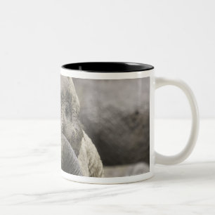 A young African elephant (Loxodonta africana) Two-Tone Coffee Mug