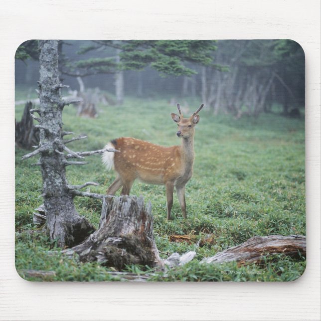 A young deer in a forest clearing mouse pad (Front)