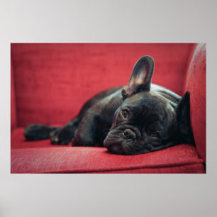 A Young French Bulldog Lying On A Couch Poster