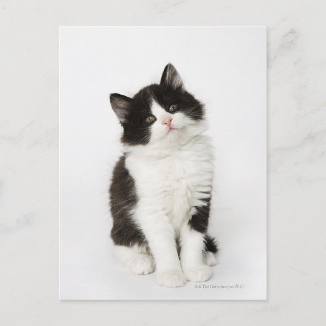 A young kitten sitting looking into the camera. postcard (Front)