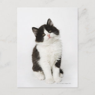 A young kitten sitting looking into the camera. postcard