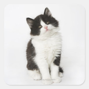 A young kitten sitting looking into the camera square sticker