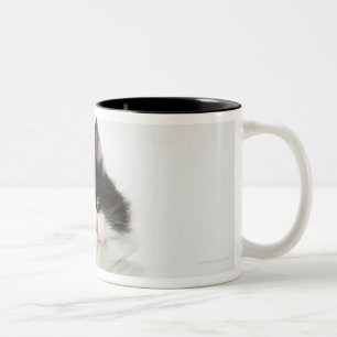 A young kitten sitting looking into the camera Two-Tone coffee mug