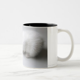 A Young Kitten Stretches His Head Down a Square Two-Tone Coffee Mug