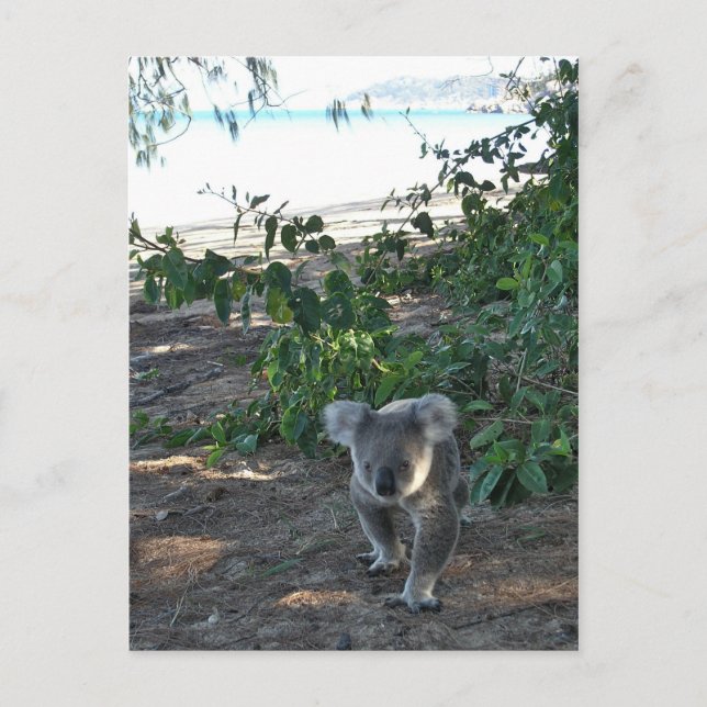 A young koala walks the beach postcard (Front)