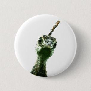 A young peacock's head peering over to say hi! 2 inch round button