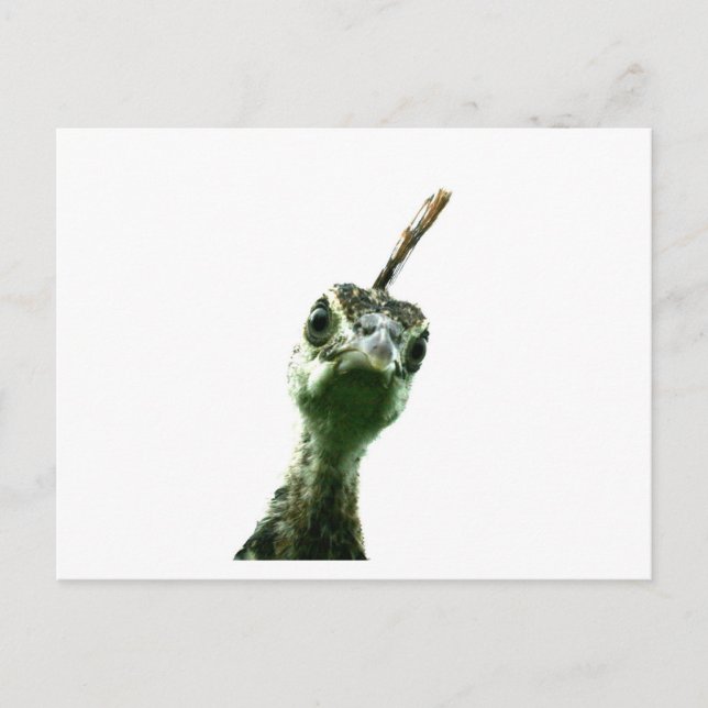 A young peacock's head peering over to say hi! postcard (Front)