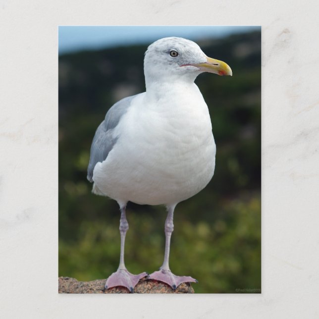 A Young Seagull Postcard (Front)