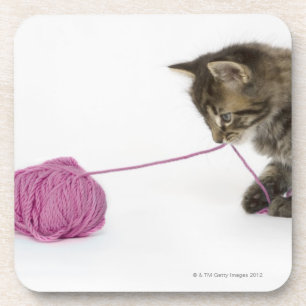 A young tabby kitten playing coaster