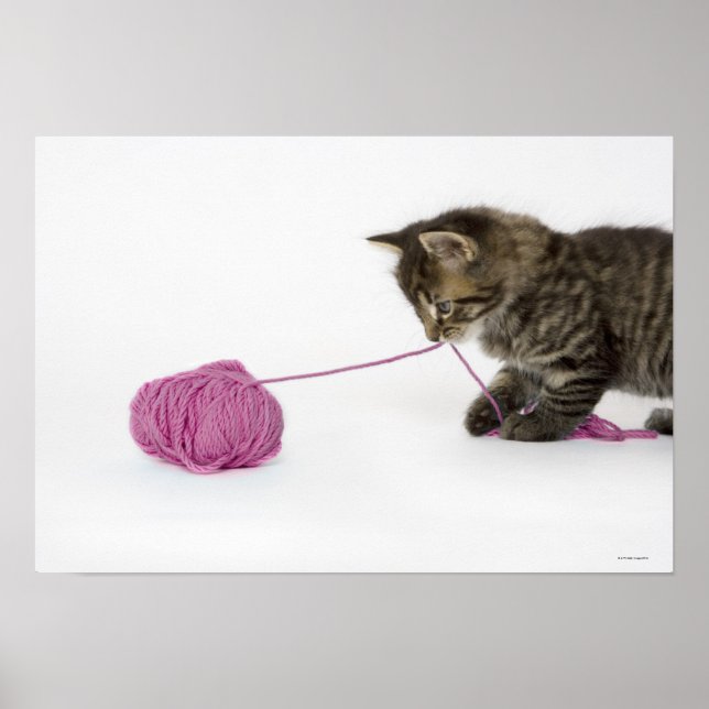 A young tabby kitten playing poster (Front)