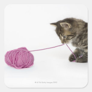 A young tabby kitten playing square sticker