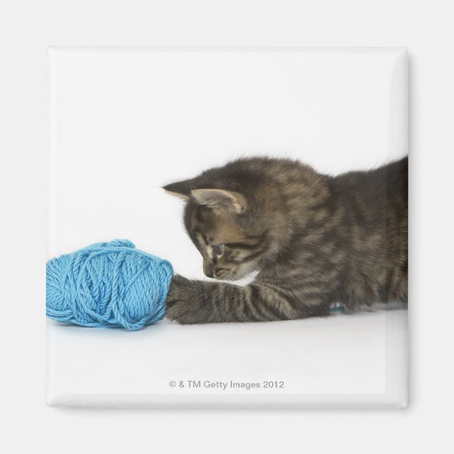 A young Tabby kitten playing with wool. Magnet (Front)