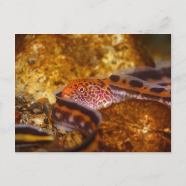 A young Wolf EEL Postcard (Front)