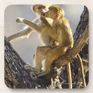 A young Yellow baboon (Papio cynocephalus) Coaster