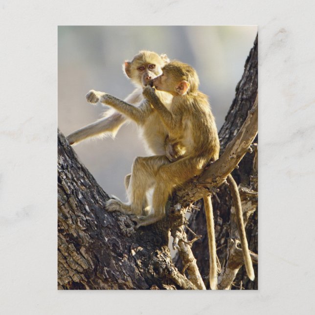 A young Yellow baboon  (Papio cynocephalus) Postcard (Front)