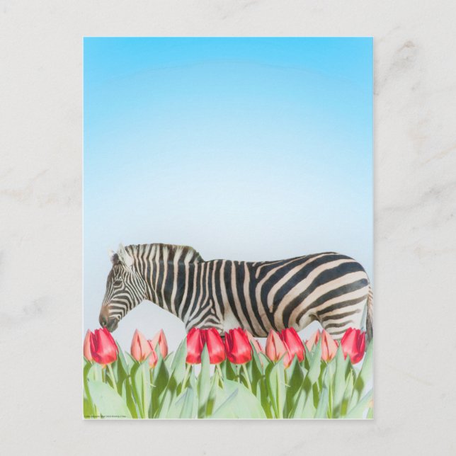 A Zebra Among the Tulips Postcard (Front)