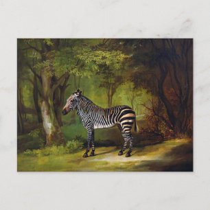 A Zebra by George Stubbs Postcard