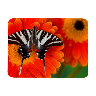 A Zebra Swallowtail Butterfly Magnet