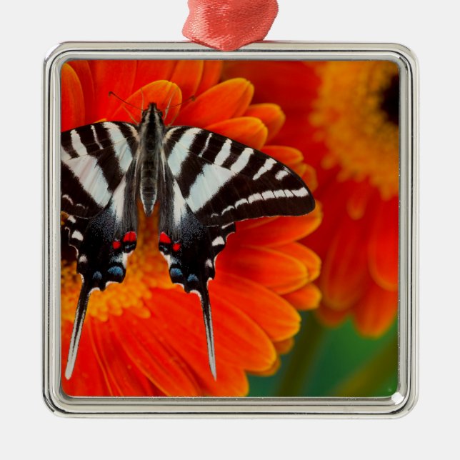 A Zebra Swallowtail Butterfly Metal Ornament (Front)