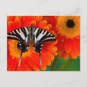 A Zebra Swallowtail Butterfly Postcard