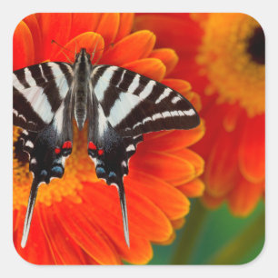A Zebra Swallowtail Butterfly Square Sticker
