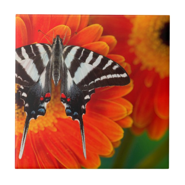 A Zebra Swallowtail Butterfly Tile (Front)