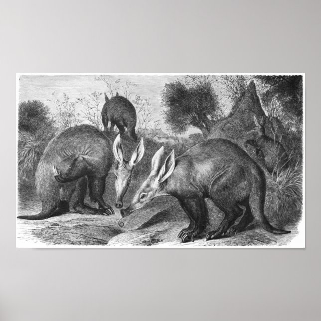 Aardvark - Orycteropus afer Portfolio Poster (Front)