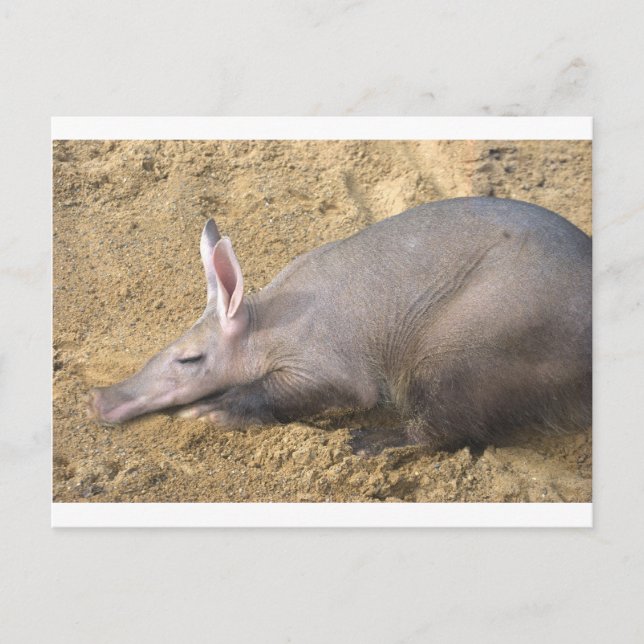 Aardvark Postcard (Front)