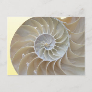 Abalone Postcard