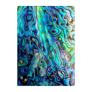 Abalone shell acrylic print