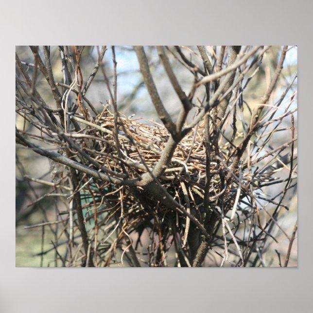 Abandoned Bird Nest  Poster (Front)
