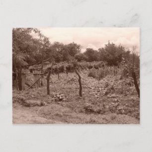 Abandoned vineyard 2 postcard