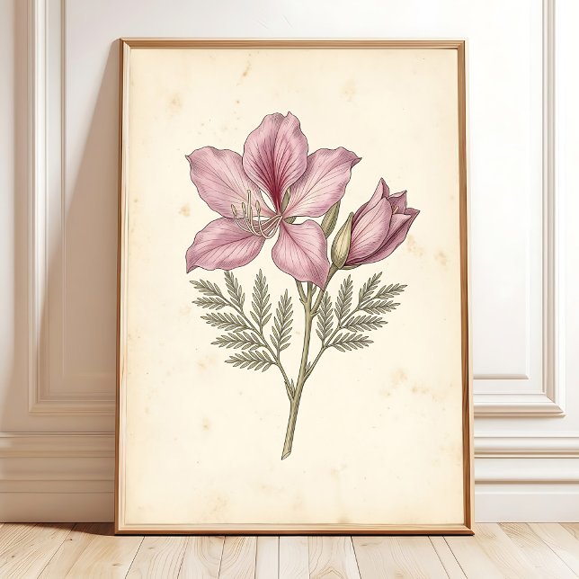 aBauhinia Botanical Art Print (Creator Uploaded)
